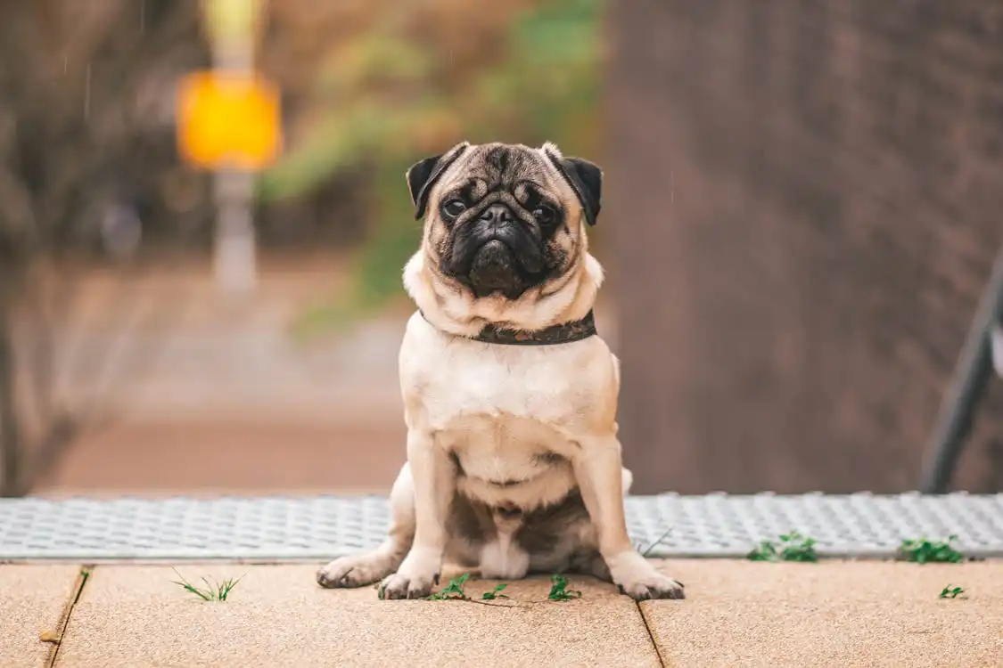 What does it mean to dream of a stray dog