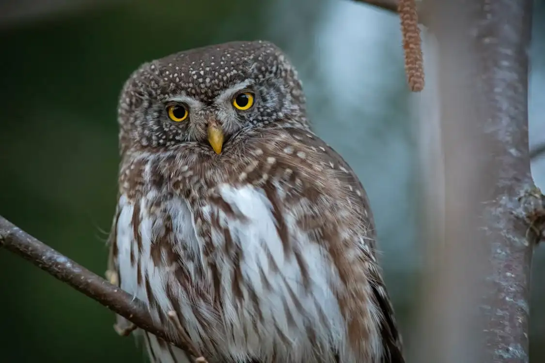 What does it mean when an owl attacks you in a dream